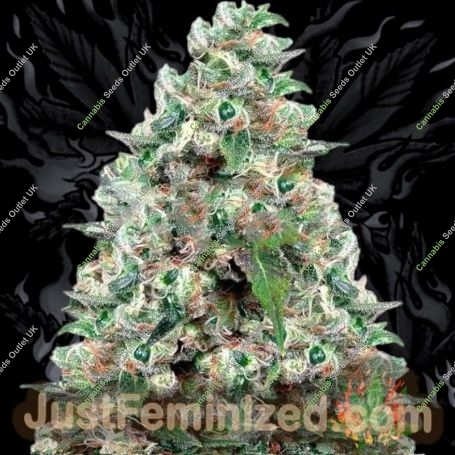 NYC Diesel Marijuana Strain by Just Feminized For Sale Online at Cannabis Seeds Outlet