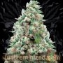 NYC Diesel Marijuana Strain by Just Feminized For Sale Online at Cannabis Seeds Outlet