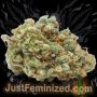 Just Feminized NYC Diesel Smoke Buds Weed Ganja Skunk Dope Pot Images Pics Nuggets