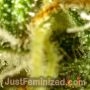 NYC Diesel by Just Feminized THC Content Potency Strength CBD Height Yield Flowering Time Indica Sativa Genetics