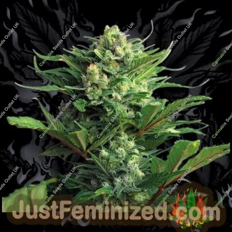 NYC Diesel Fast V Marijuana Strain by Just Feminized For Sale Online at Cannabis Seeds Outlet