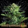 NYC Diesel Fast V Marijuana Strain by Just Feminized For Sale Online at Cannabis Seeds Outlet