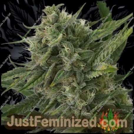 OG Kush Auto Marijuana Strain by Just Feminized For Sale Online at Cannabis Seeds Outlet