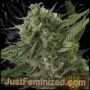 OG Kush Auto Marijuana Strain by Just Feminized For Sale Online at Cannabis Seeds Outlet