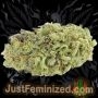 Just Feminized OG Kush Auto Smoke Buds Weed Ganja Skunk Dope Pot Images Pics Nuggets
