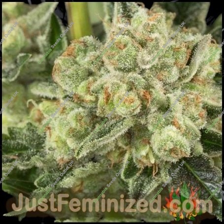 OG Kush Marijuana Strain by Just Feminized For Sale Online at Cannabis Seeds Outlet