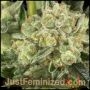 OG Kush Marijuana Strain by Just Feminized For Sale Online at Cannabis Seeds Outlet
