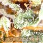 OG Kush by Just Feminized THC Content Potency Strength CBD Height Yield Flowering Time Indica Sativa Genetics