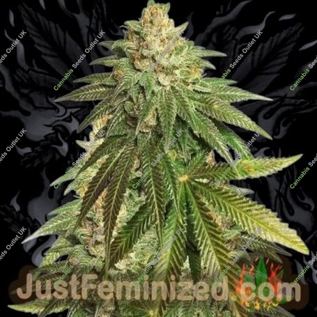OG Kush CBD Marijuana Strain by Just Feminized For Sale Online at Cannabis Seeds Outlet