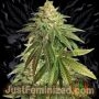 OG Kush CBD Marijuana Strain by Just Feminized For Sale Online at Cannabis Seeds Outlet