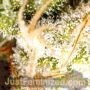 OG Kush CBD by Just Feminized THC Content Potency Strength CBD Height Yield Flowering Time Indica Sativa Genetics