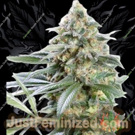 OG Kush Fast V Marijuana Strain by Just Feminized For Sale Online at Cannabis Seeds Outlet