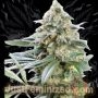 OG Kush Fast V Marijuana Strain by Just Feminized For Sale Online at Cannabis Seeds Outlet