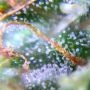Cannabis Seeds Outlet Black Jack Auto Smoke Buds Weed Ganja Skunk Dope Pot Images Pics Nuggets