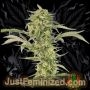 OG Kush CBD Auto Marijuana Strain by Just Feminized For Sale Online at Cannabis Seeds Outlet