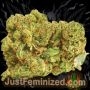 Just Feminized OG Kush CBD Auto Smoke Buds Weed Ganja Skunk Dope Pot Images Pics Nuggets