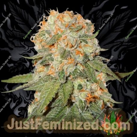 Orange Bud Auto Marijuana Strain by Just Feminized For Sale Online at Cannabis Seeds Outlet