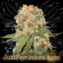 Orange Bud Auto Marijuana Strain by Just Feminized For Sale Online at Cannabis Seeds Outlet