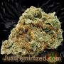 Just Feminized Orange Bud Auto Smoke Buds Weed Ganja Skunk Dope Pot Images Pics Nuggets