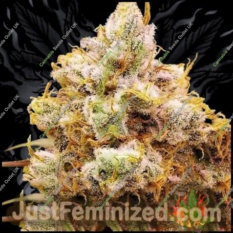 Orange Bud Marijuana Strain by Just Feminized For Sale Online at Cannabis Seeds Outlet