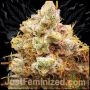 Orange Bud Marijuana Strain by Just Feminized For Sale Online at Cannabis Seeds Outlet