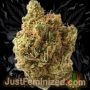 Just Feminized Orange Bud Smoke Buds Weed Ganja Skunk Dope Pot Images Pics Nuggets