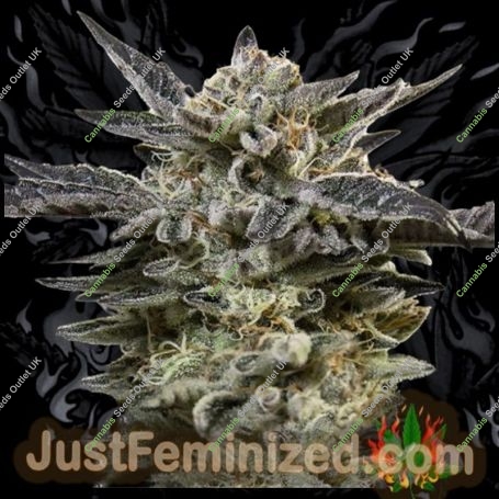 Oreoz Original Auto Marijuana Strain by Just Feminized For Sale Online at Cannabis Seeds Outlet