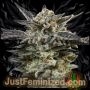 Oreoz Original Auto Marijuana Strain by Just Feminized For Sale Online at Cannabis Seeds Outlet