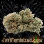 Just Feminized Oreoz Original Auto Smoke Buds Weed Ganja Skunk Dope Pot Images Pics Nuggets