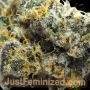 Oreoz Original Auto by Just Feminized THC Content Potency Strength CBD Height Yield Flowering Time Indica Sativa Genetics