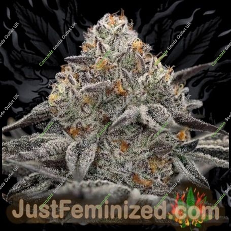 Oreoz Original Marijuana Strain by Just Feminized For Sale Online at Cannabis Seeds Outlet