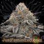 Oreoz Original Marijuana Strain by Just Feminized For Sale Online at Cannabis Seeds Outlet