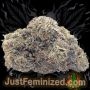 Just Feminized Oreoz Original Smoke Buds Weed Ganja Skunk Dope Pot Images Pics Nuggets