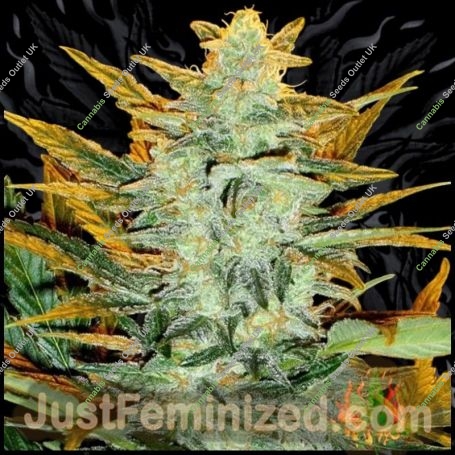 Original Lowryder 2 Auto Marijuana Strain by Just Feminized For Sale Online at Cannabis Seeds Outlet