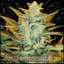 Original Lowryder 2 Auto Marijuana Strain by Just Feminized For Sale Online at Cannabis Seeds Outlet