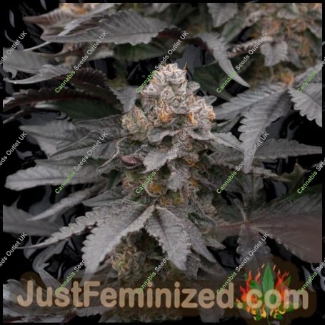 Permanent Marker Auto Marijuana Strain by Just Feminized For Sale Online at Cannabis Seeds Outlet
