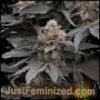 Permanent Marker Auto Marijuana Strain by Just Feminized For Sale Online at Cannabis Seeds Outlet