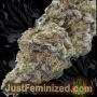 Just Feminized Permanent Marker Auto Smoke Buds Weed Ganja Skunk Dope Pot Images Pics Nuggets