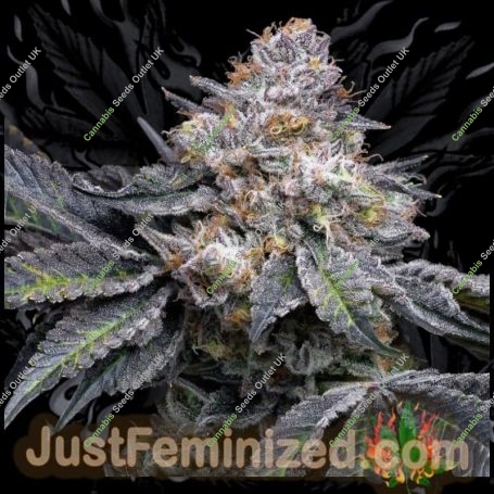 Permanent Marker Marijuana Strain by Just Feminized For Sale Online at Cannabis Seeds Outlet