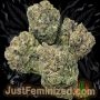 Just Feminized Permanent Marker Smoke Buds Weed Ganja Skunk Dope Pot Images Pics Nuggets
