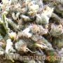 Permanent Marker by Just Feminized THC Content Potency Strength CBD Height Yield Flowering Time Indica Sativa Genetics