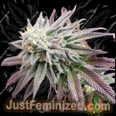 Persian Krumble Auto Marijuana Strain by Just Feminized For Sale Online at Cannabis Seeds Outlet