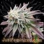 Persian Krumble Auto Marijuana Strain by Just Feminized For Sale Online at Cannabis Seeds Outlet