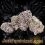 Just Feminized Persian Krumble Auto Smoke Buds Weed Ganja Skunk Dope Pot Images Pics Nuggets
