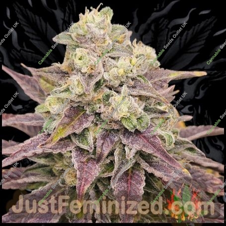 Persian Krumble Marijuana Strain by Just Feminized For Sale Online at Cannabis Seeds Outlet