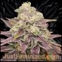 Persian Krumble Marijuana Strain by Just Feminized For Sale Online at Cannabis Seeds Outlet