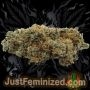 Just Feminized Persian Krumble Smoke Buds Weed Ganja Skunk Dope Pot Images Pics Nuggets