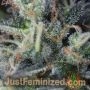 Persian Krumble by Just Feminized THC Content Potency Strength CBD Height Yield Flowering Time Indica Sativa Genetics