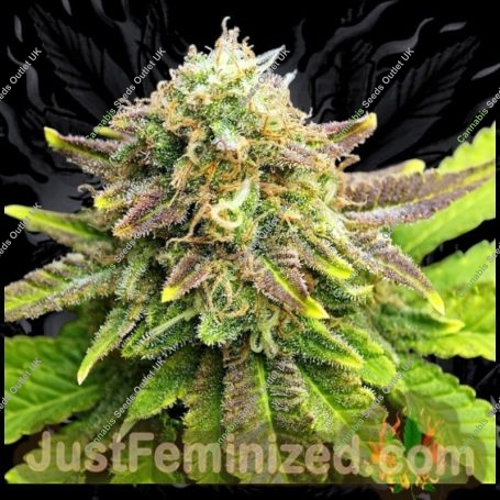 Pineapple Chunk Auto Marijuana Strain by Just Feminized For Sale Online at Cannabis Seeds Outlet