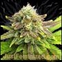 Pineapple Chunk Auto Marijuana Strain by Just Feminized For Sale Online at Cannabis Seeds Outlet